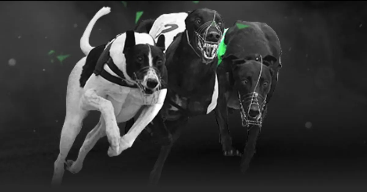 哈维接受沙,特邀请却心,系欧洲教练,香港赛马会,香港马会,赛马赛事,赛马资讯